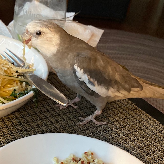 Cockatiel eats big plate of pasta