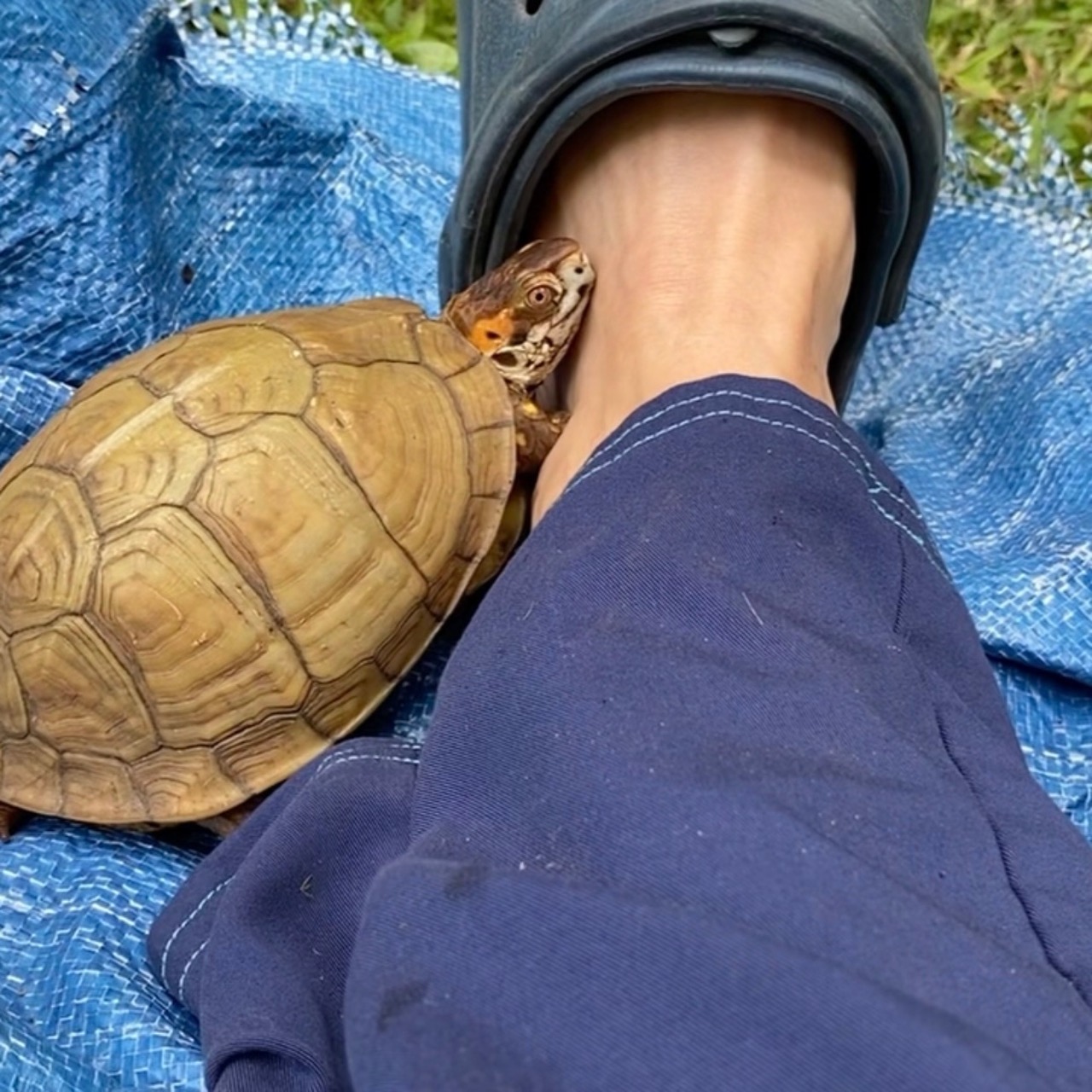 box turtle cuddles with Croc sandal