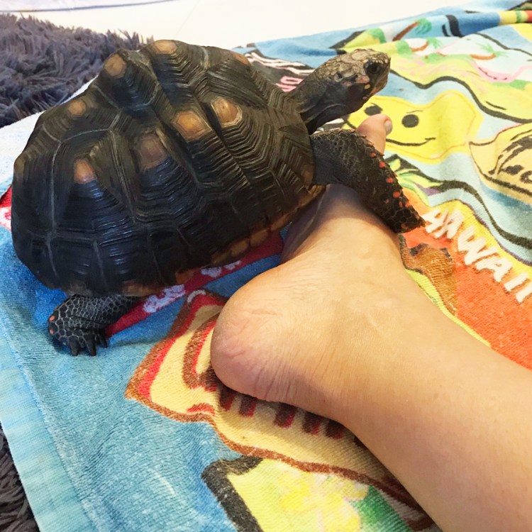 Malti tortoise on her mama's foot