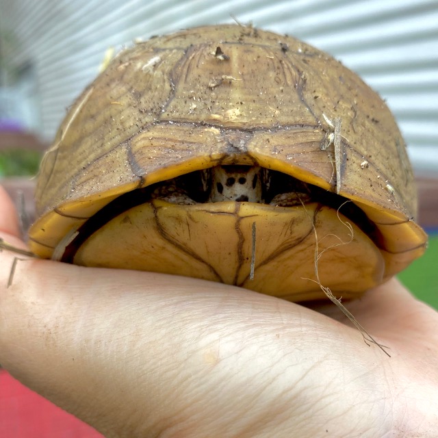 box turtle closes up shell