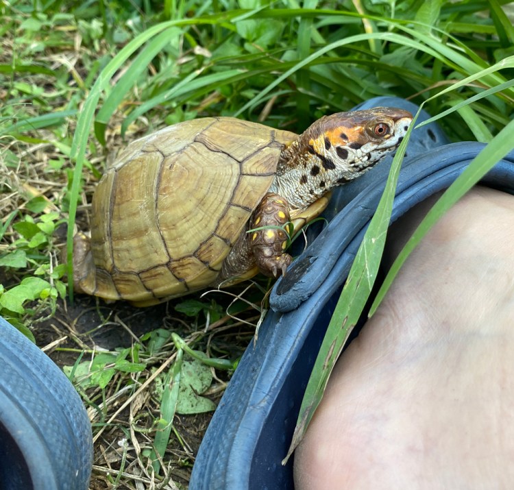 Box turtle with Croc