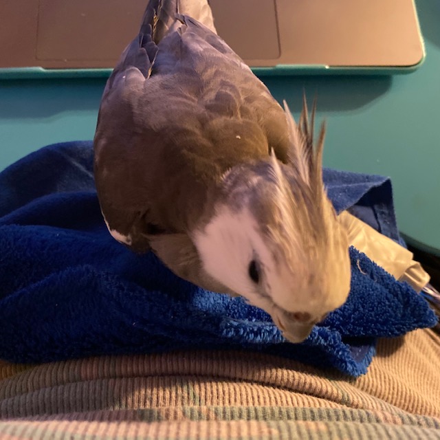cockatiel on heating pad