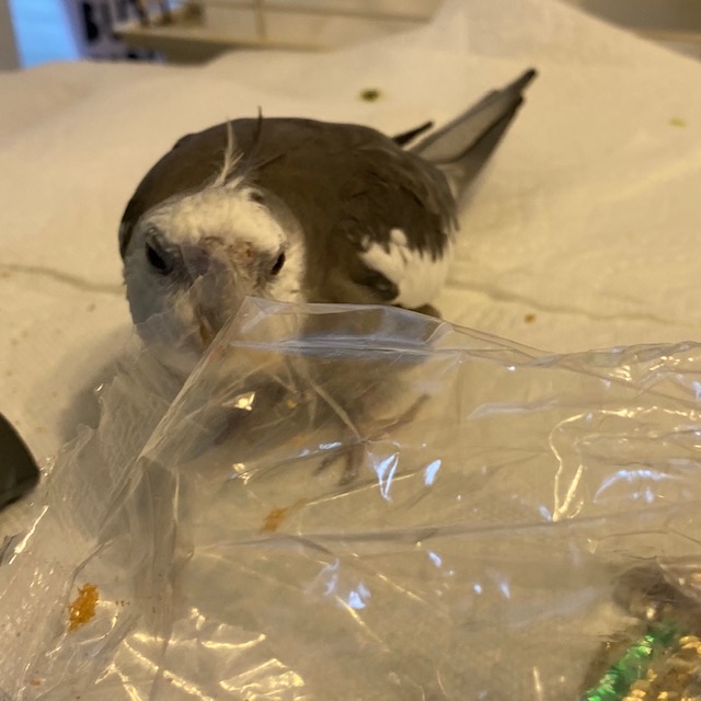 Cockatiel bites plastic