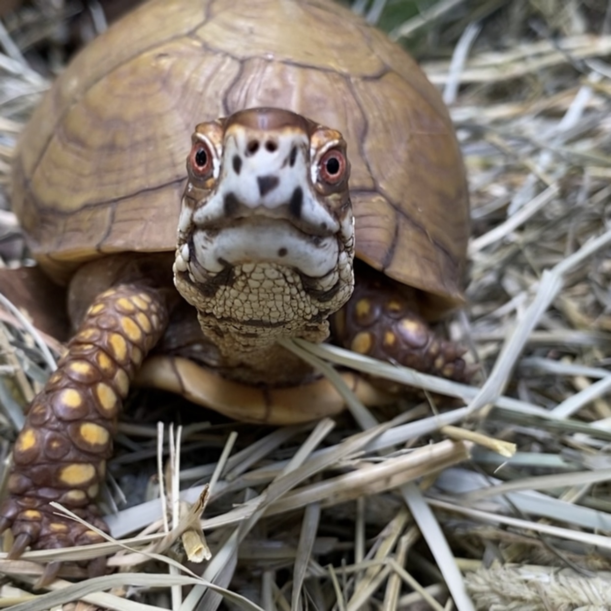 box turtle sitting on hay