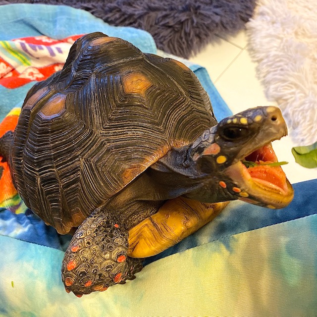 Redfoot tortoise swallows lettuce