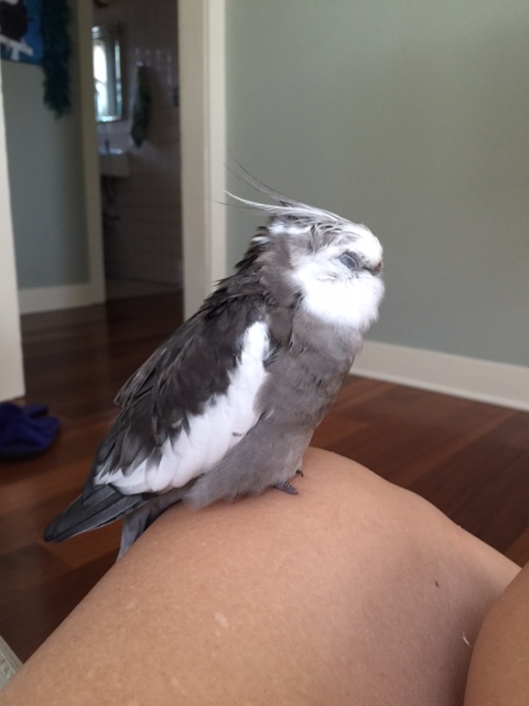 cockatiel napping