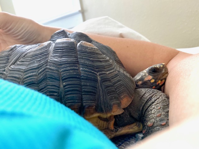 tortoise snuggles with person