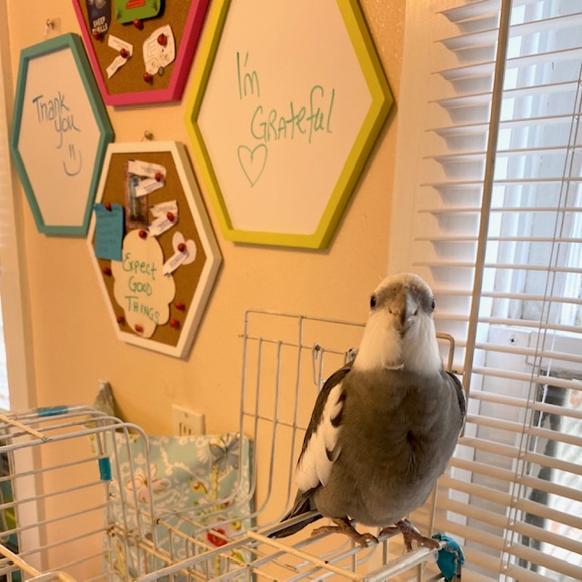 cockatiel on cage
