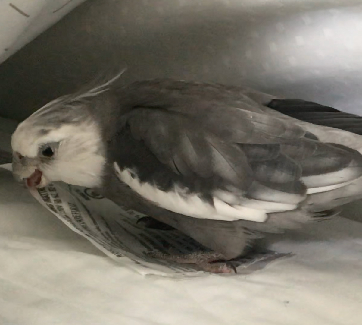Cockatiel near pillows