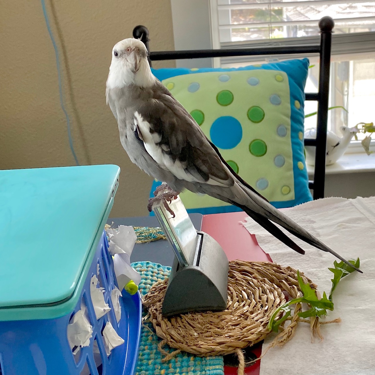 cockatiel stands on clock