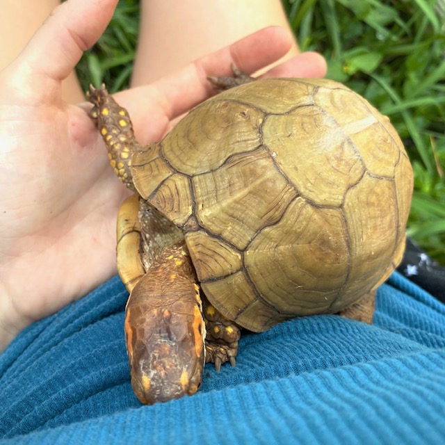 Box turtle comes out of shell