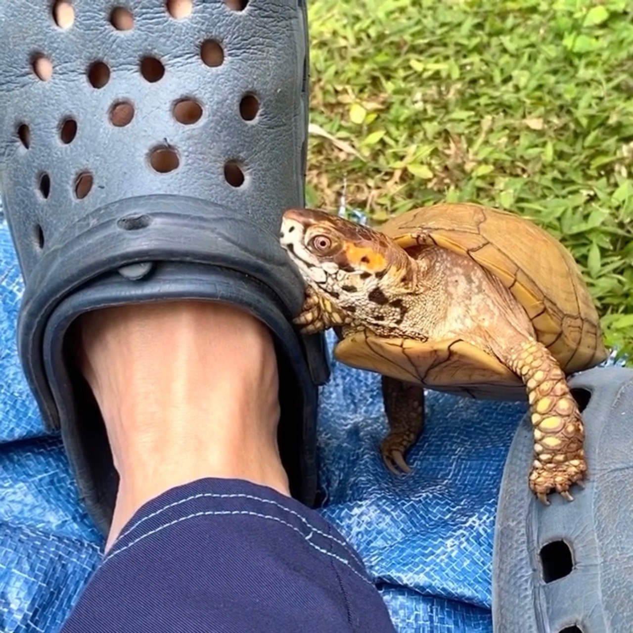 box turtle with Crocs sandals
