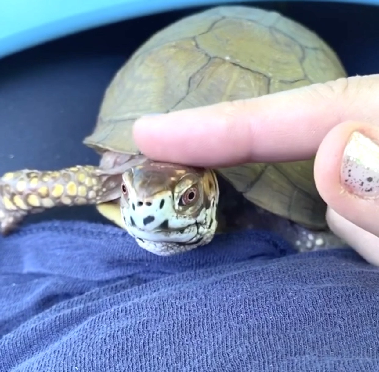 box turtle gets head pats
