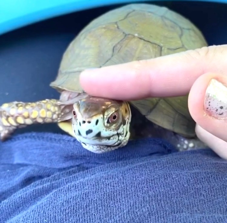 box turtle gets head pats