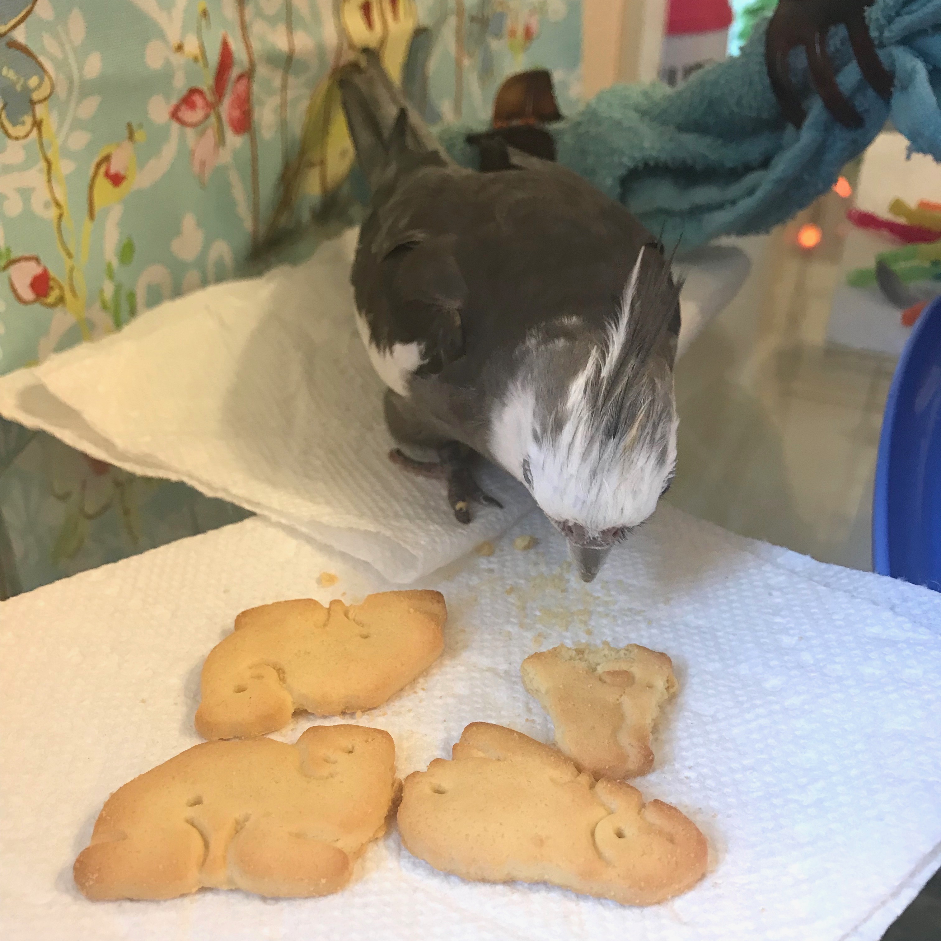 Animal crackers cockatiel 3