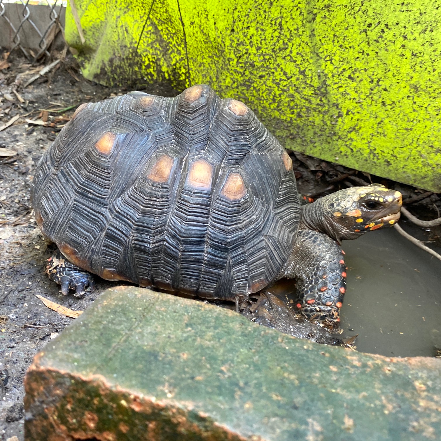 redfoot tortoise mud wallow