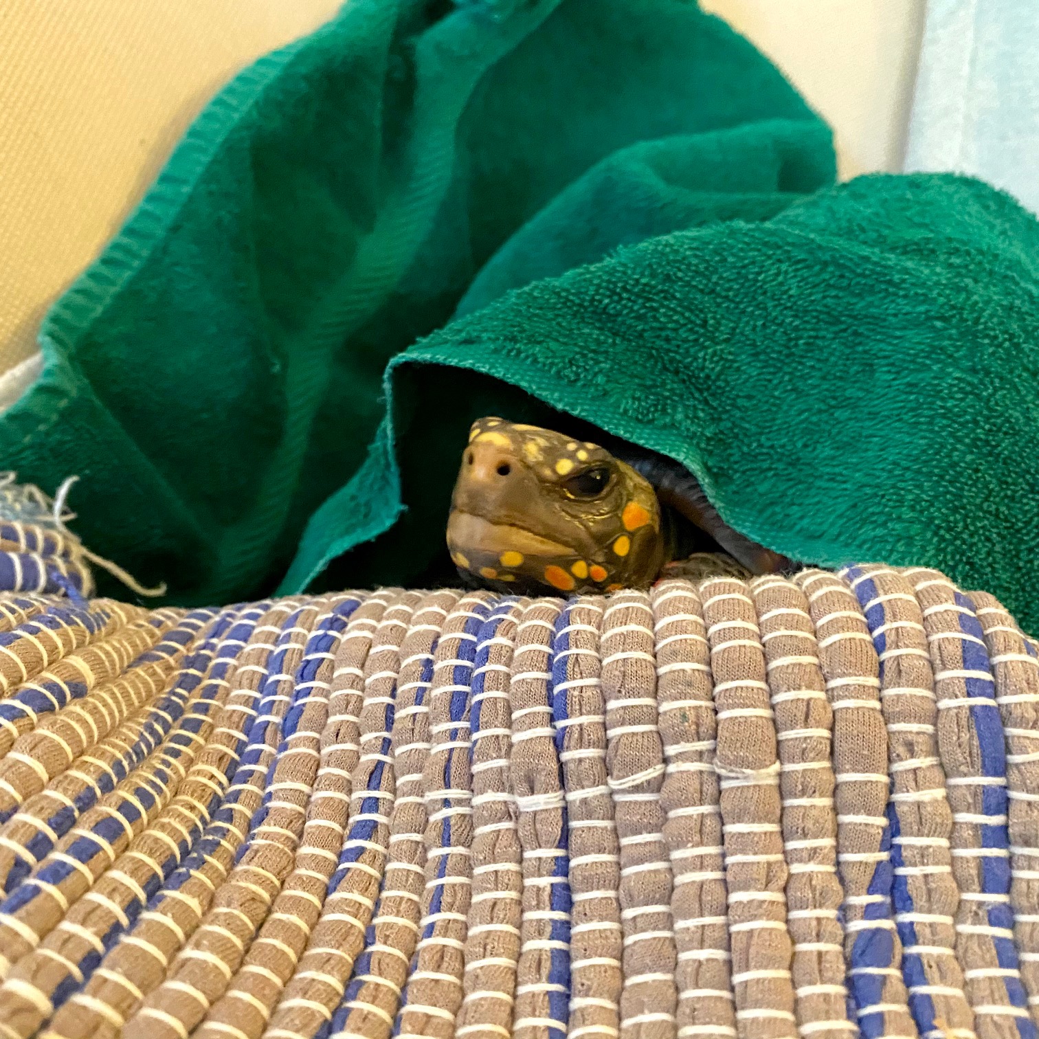 pet tortoise resting