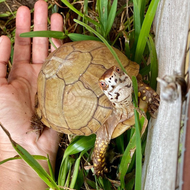 Box turtle stands on hand
