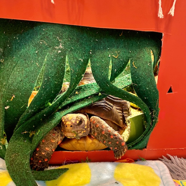Tortoise habitat door