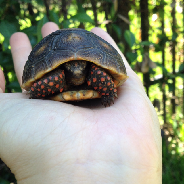 hatchling redfoot tortoise