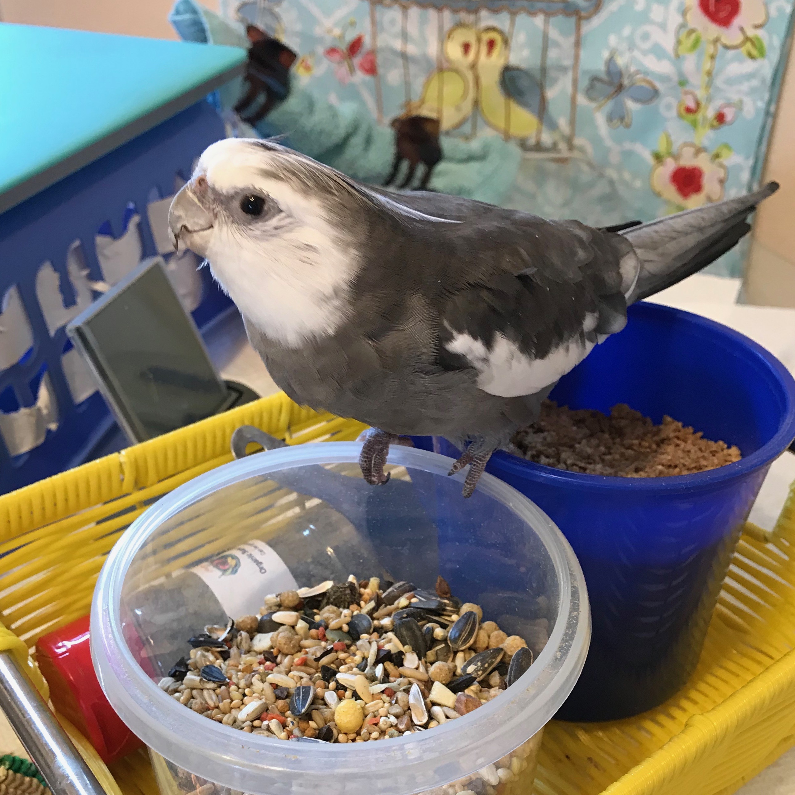 Cockatiel breakfast bowl 1
