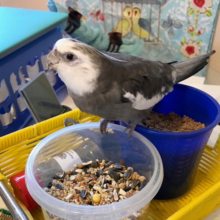 Cockatiel breakfast bowl 1