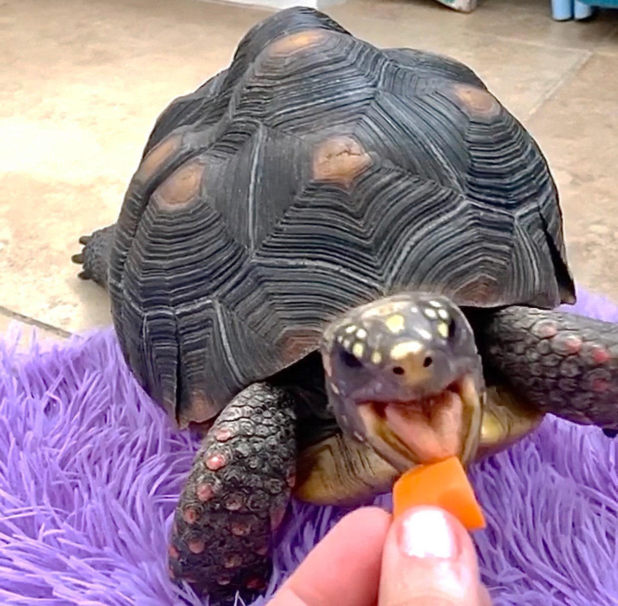 redfoot tortoise eats carrot