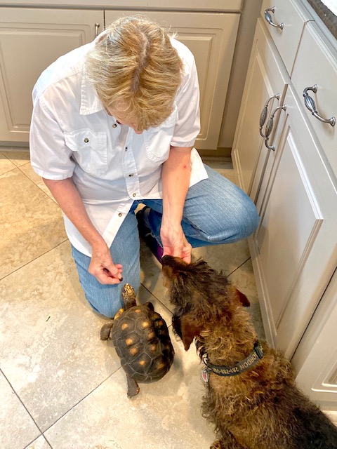 grandma feeds tortoise dachshund