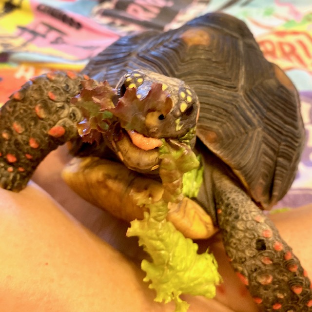 Redfoot tortoise eats lettuce