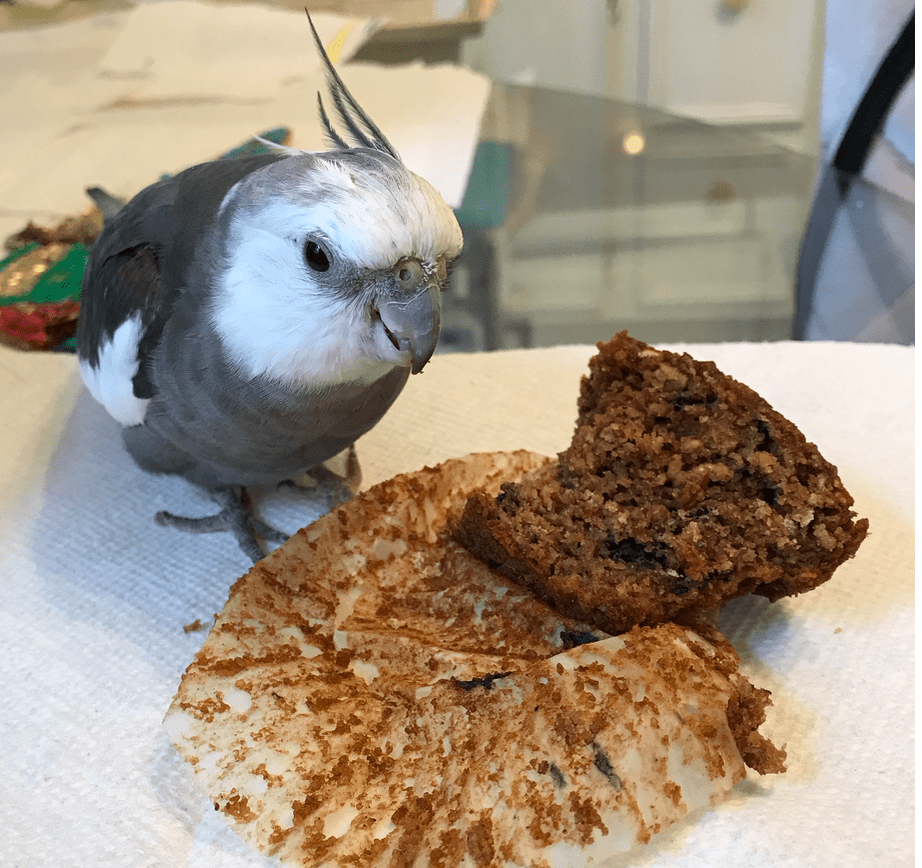 Cockatiel with muffin 2