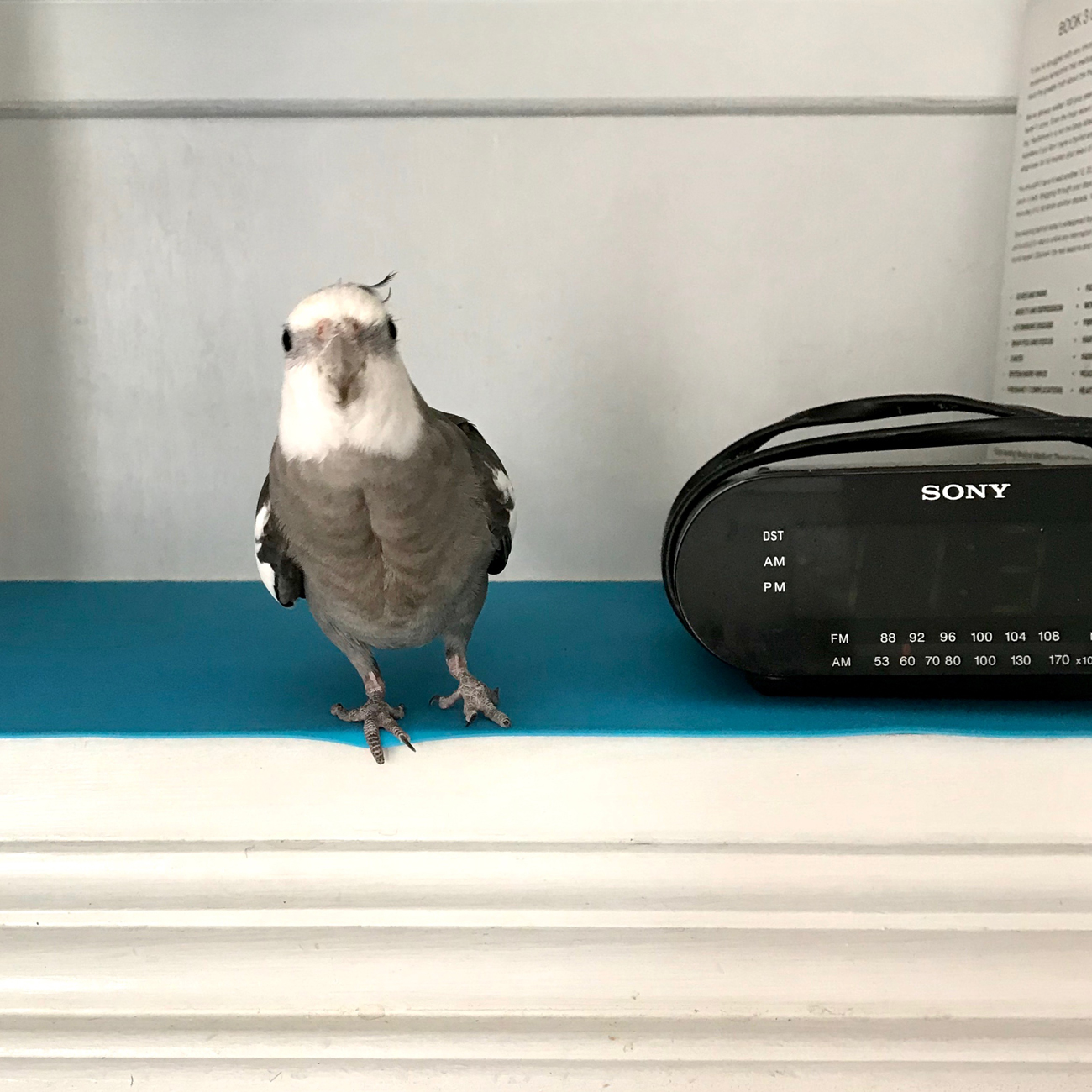 Cockatiel with radio