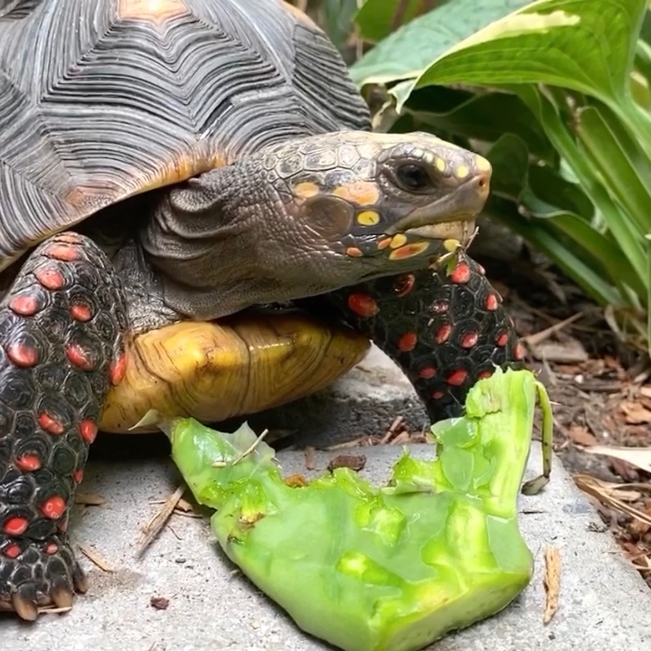 redfoot tortoise eats cactus pad