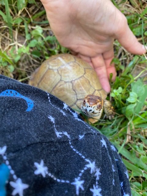 Box turtle sees stars