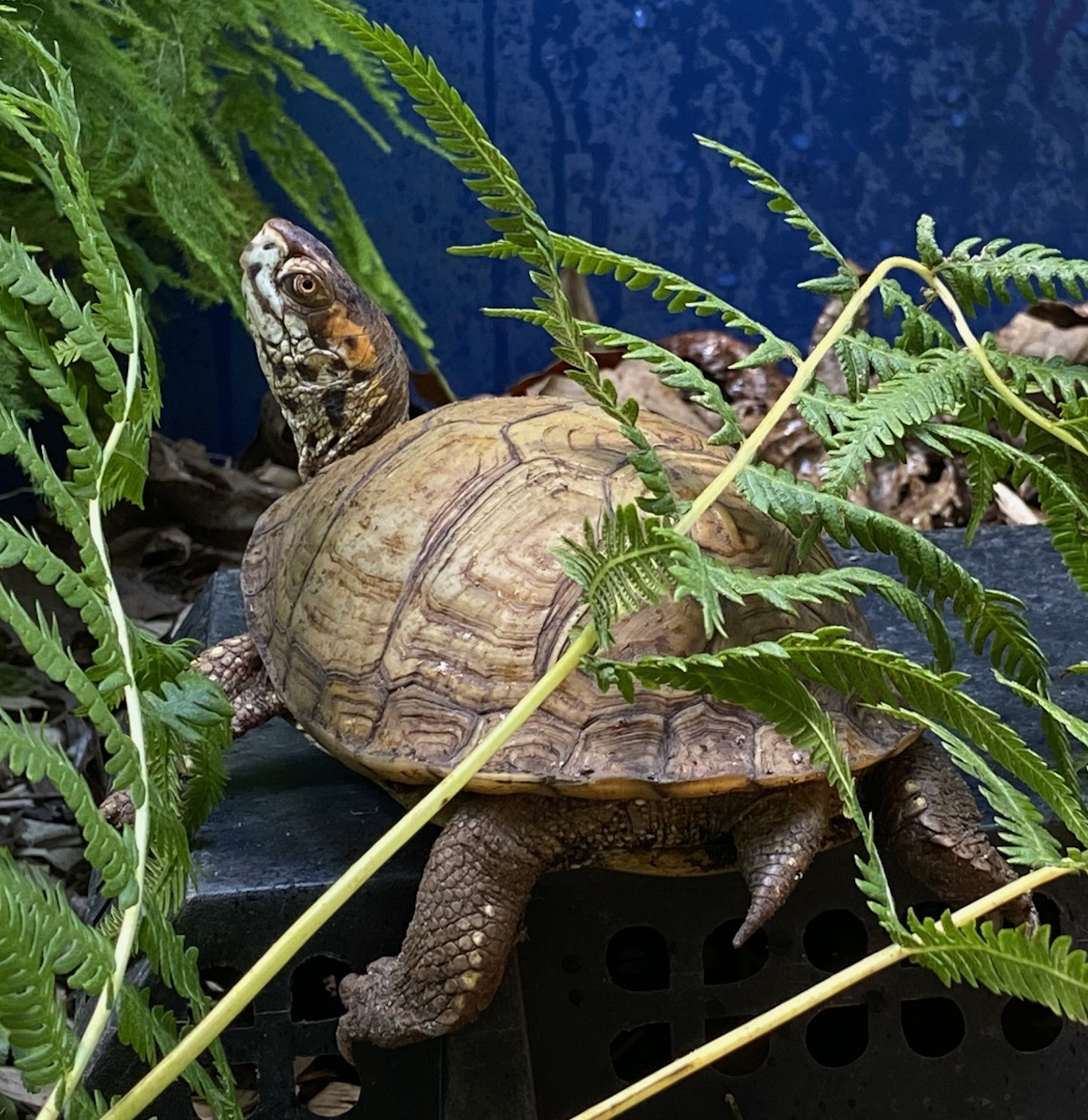 box turtle basking