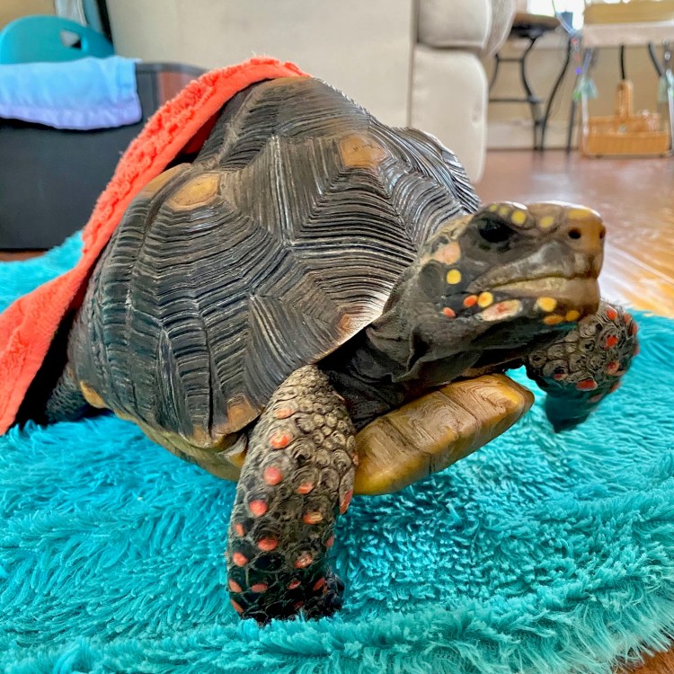 tortoise with blanket