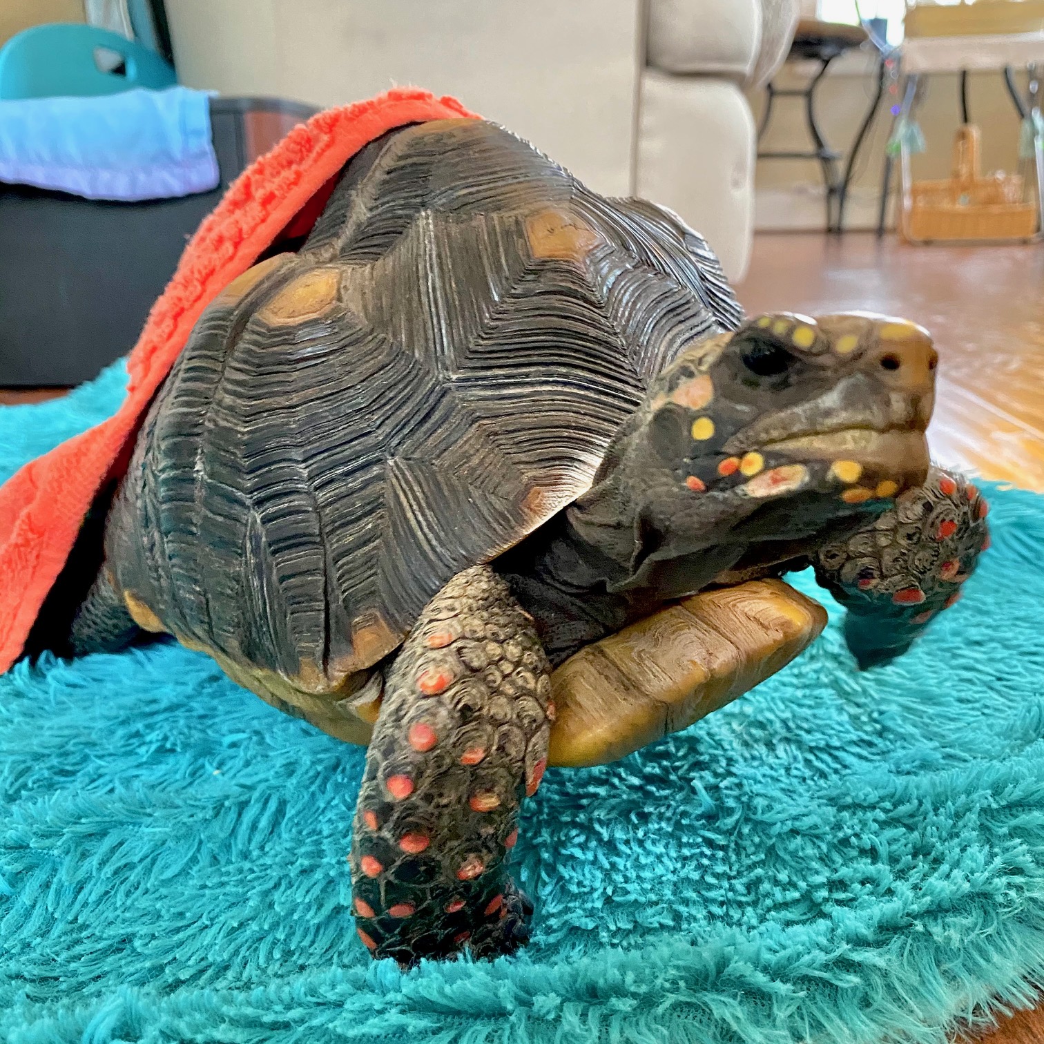 tortoise with blanket