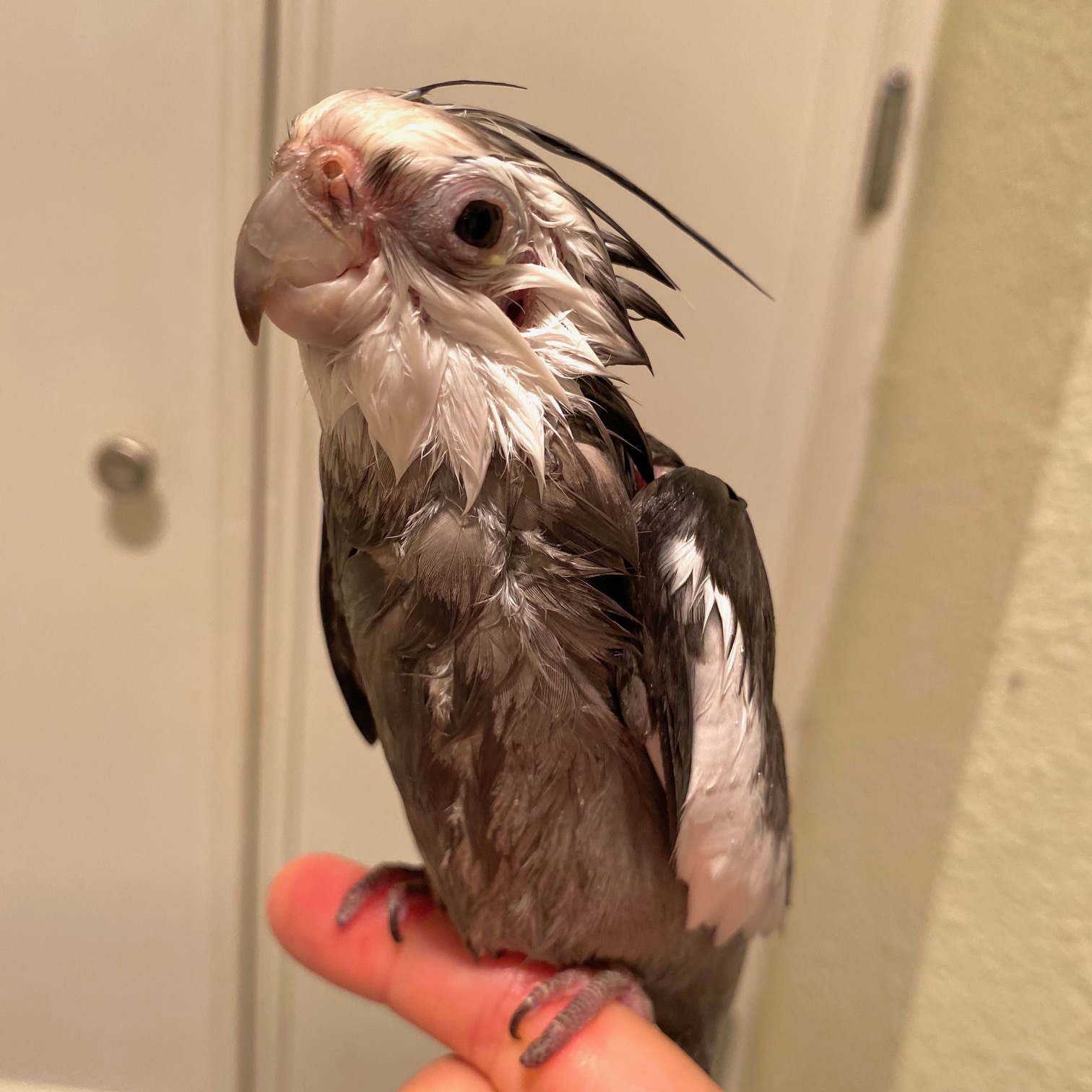 cockatiel takes shower