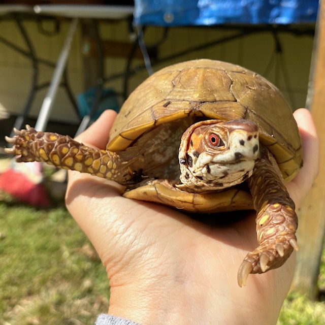 pet box turtle stretching