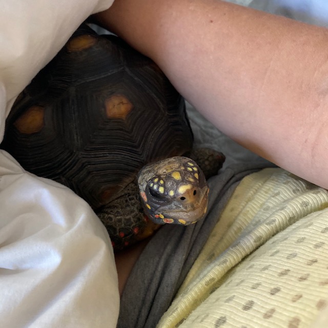 redfoot tortoise cuddles with mom