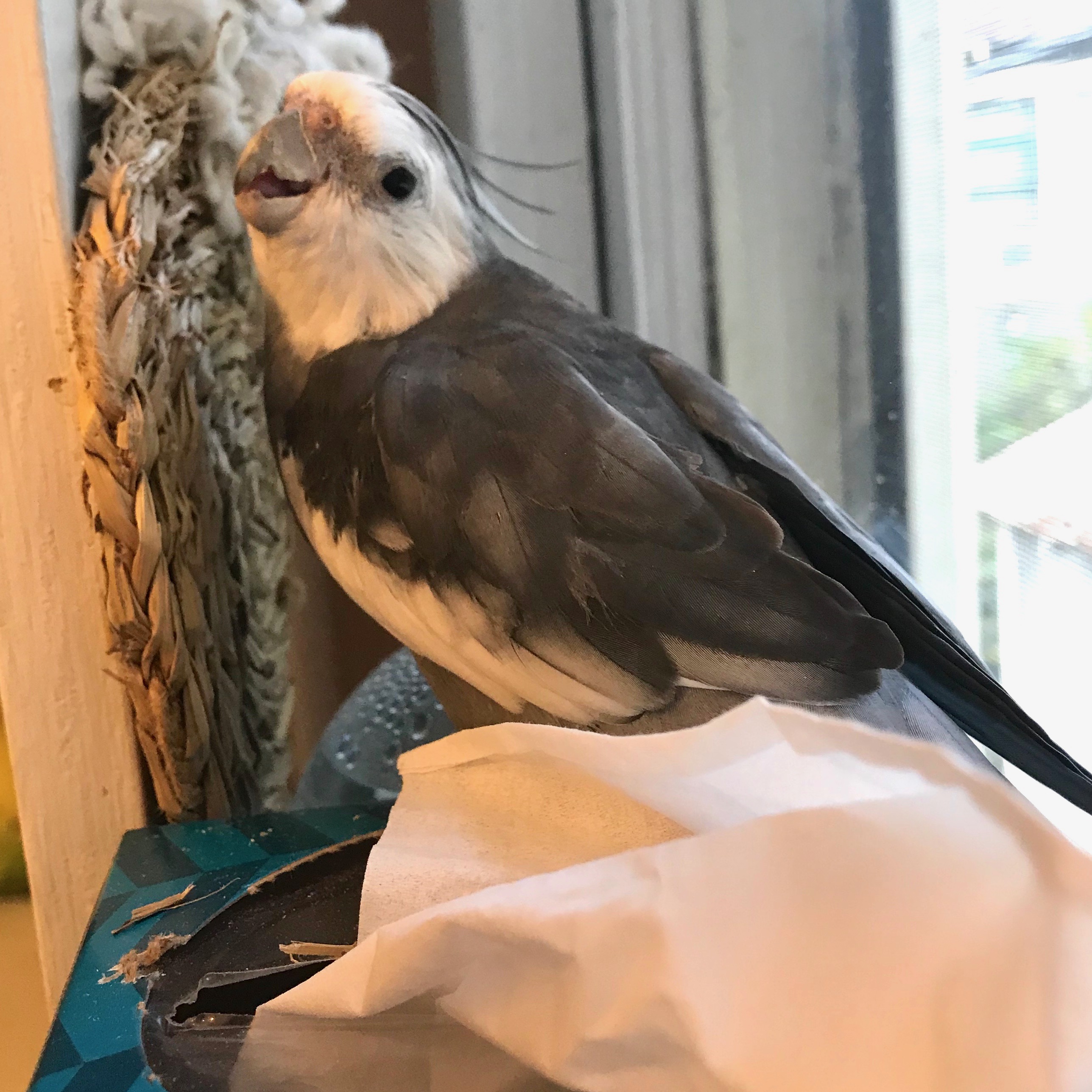 Cockatiel Wicker Toy 2