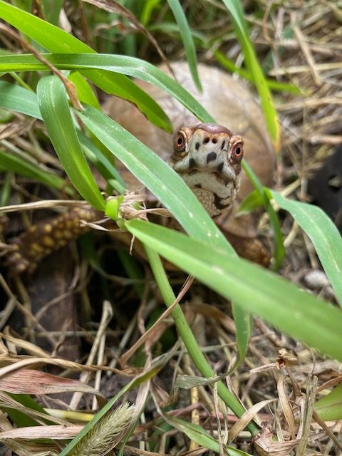 box turtle in the grass