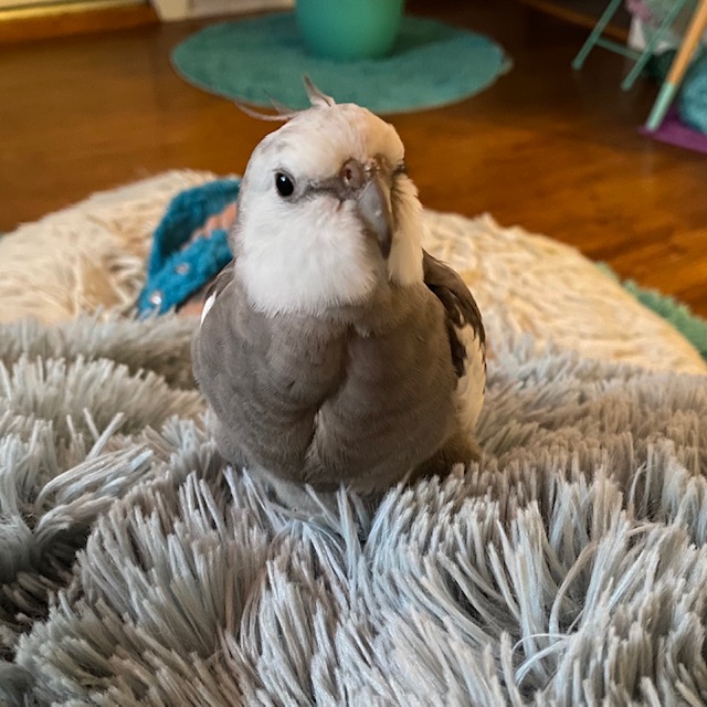 cockatiel sitting on fluffy throw