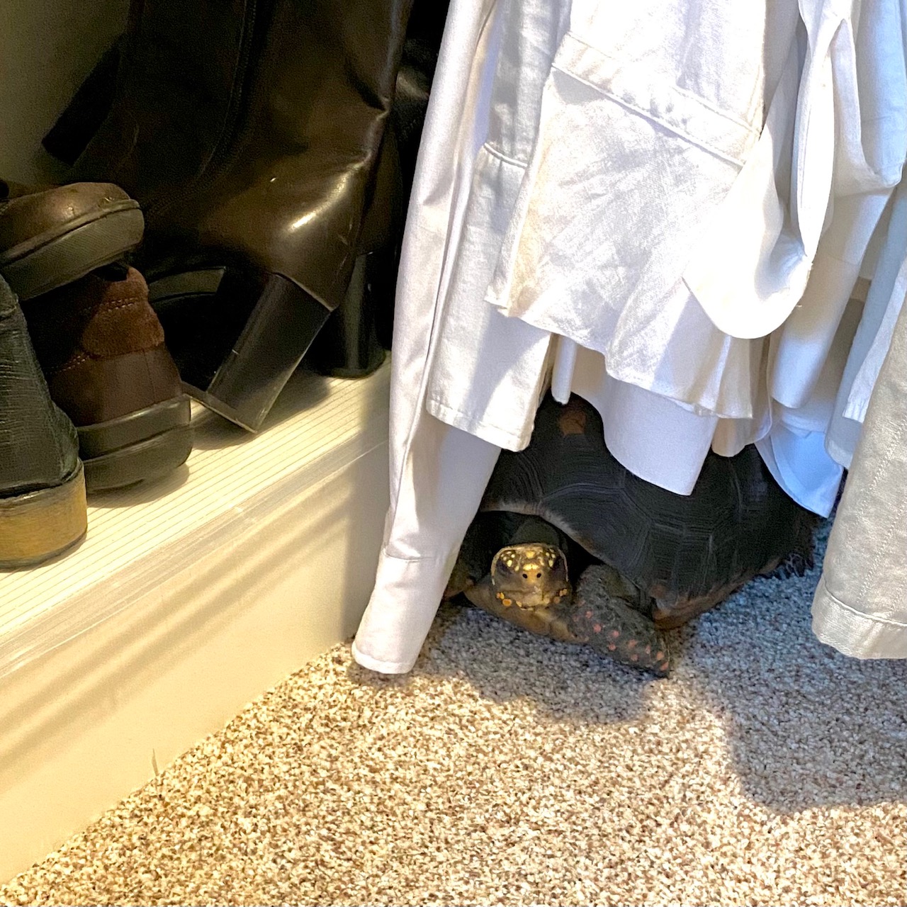 tortoise hiding in closet