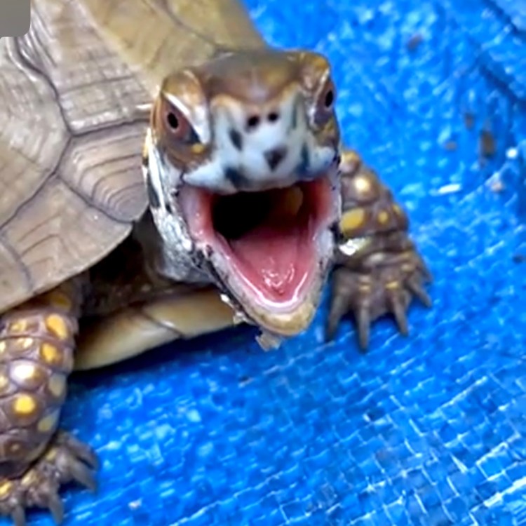 box turtle yawn