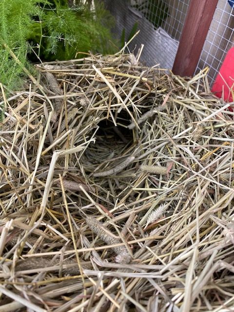 box turtle hibernation tunnel