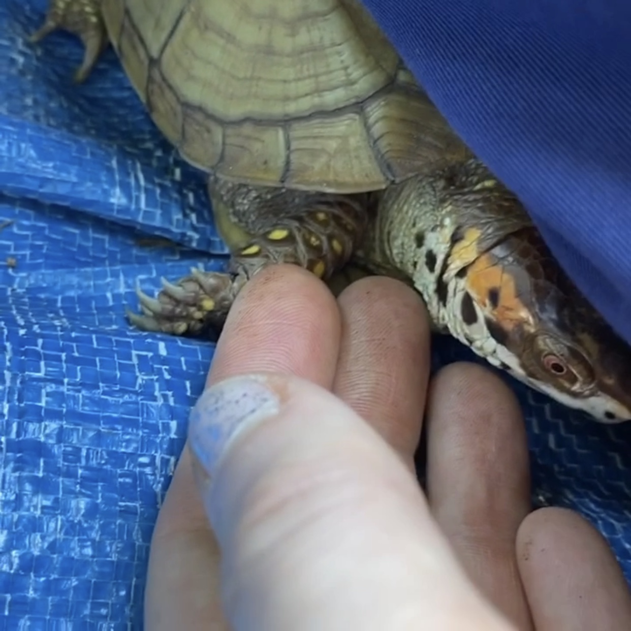 box turtle rescued