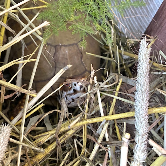 box turtle in haystack