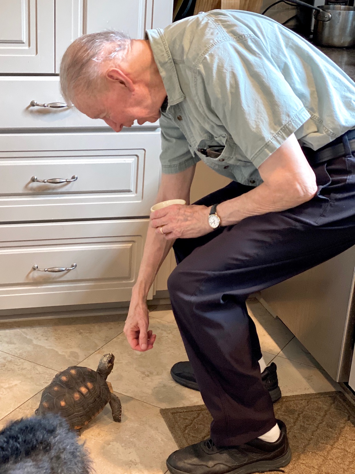 man pats tortoise