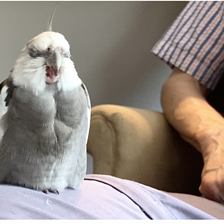 cockatiel naps on knee