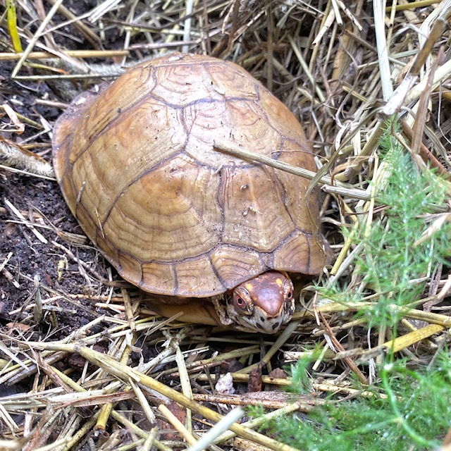 box turtle coming out of brumation